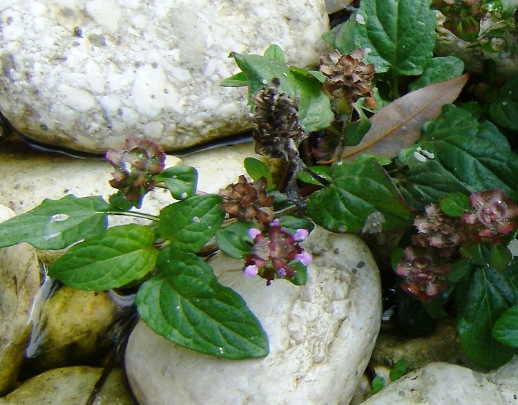 sul greto del torrente - Prunella vulgaris